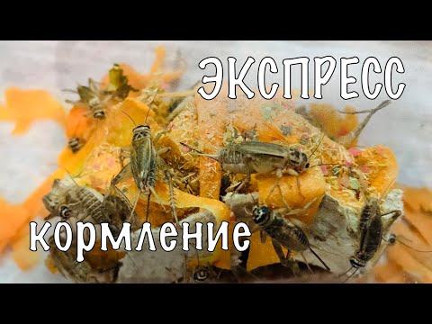 Видео: ДОМОВЫЕ СВЕРЧКИ. ЭКСПРЕСС КОРМЛЕНИЕ.