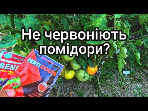 Видео: Щоб скоріше червоніли помідори