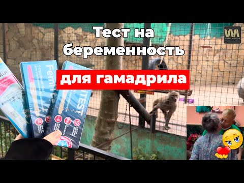 Видео: Гамадрилу Люсе фрики Алексагины делаю тест на беременность, 7 октября