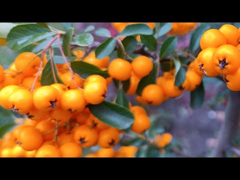 Видео: Таня Ворона в прямому ефірі