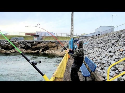 Видео: Ловля сома и полосатого окуня с берега на ОГРОМНОЙ паровой электростанции