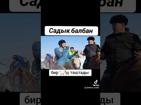 Видео: Садык балбан бир койусту бир эчкиге таштады