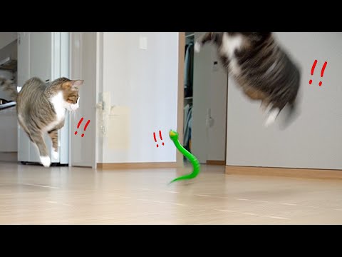 Видео: [SUB] Забавная реакция кошек, увидевших игрушечную змейку!