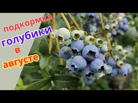 Видео: Подкормка голубики для наращивания корневой системы и закладки цветочных почек в августе.