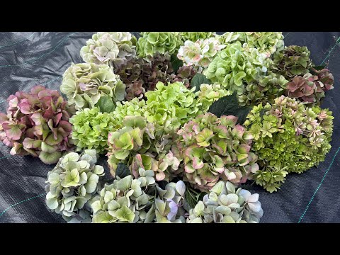 Видео: Обрезка гортензий после цветения🌸03.07.2025