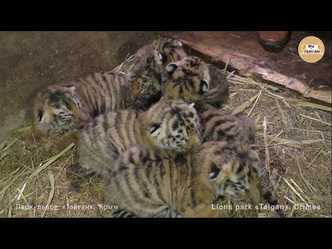 Видео: Тигриный рекорд! 6 тигрят у одной тигрицы! Тайган | Tiger record! 6 cubs of one tigress! Taigan