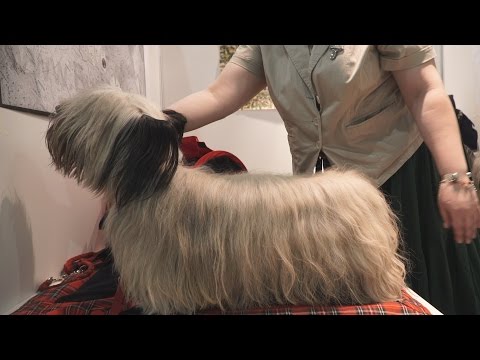 Видео: Скай терьер на World Dog Show 2016