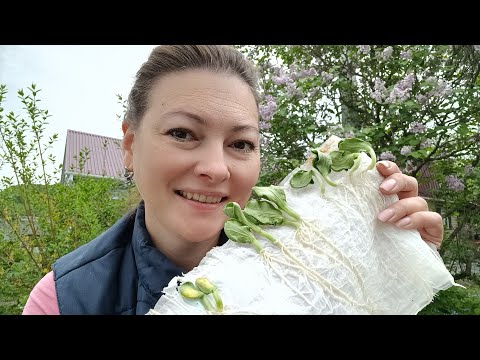 Видео: НЕОБЫЧНЫЕ ГРЯДКИ ДЛЯ ТЫКВЫ | РАССАДА ТЫКВЫ ДЛЯ ХОЛОДНОЙ ВЕСНЫ