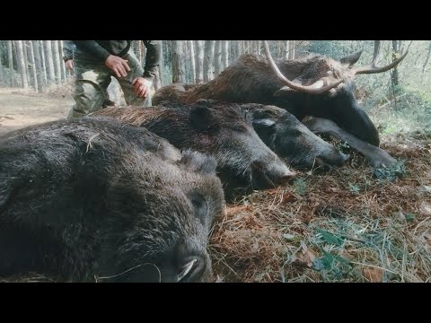 Видео: ЗАГОННАЯ ОХОТА НА КОПЫТНЫХ 2023. УДАЧНОЕ ОТКРЫТИЕ