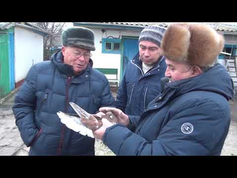 Видео: голубівники Золотоніського клубу