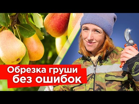 Видео: ОБРЕЗКА ГРУШИ ВЕСНОЙ: снижаем крону и увеличиваем урожайность! Простые приемы обрезки груши