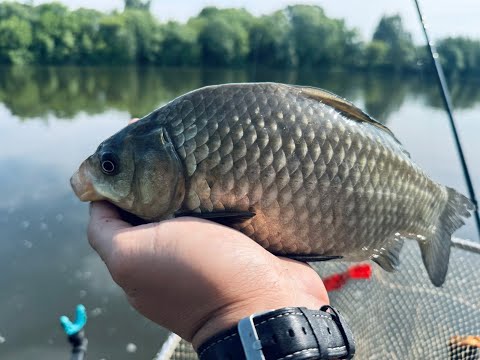 Видео: Рыбалка на "Черных Камнях". Фидер в июне на Нижней Москва реке