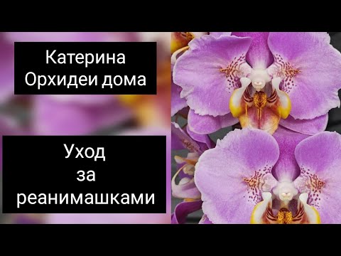 Видео: Супер быстрый уход за реанимашками от @zeboorhids