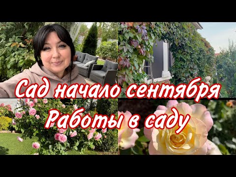 Видео: Сад начало сентября, готовим сад к зиме
