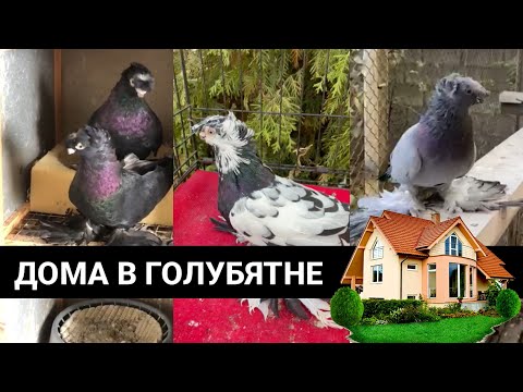 Видео: ДОМА В ГОЛУБЯТНЕ 24 часа. Узбекские двухчубые голуби. Tauben. Pigeons