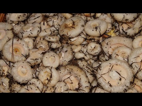 Видео: Грибы на каждом шагу. Сбор груздя.