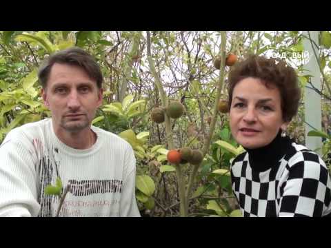 Видео: экзотические плодовые растения  Наранхилла