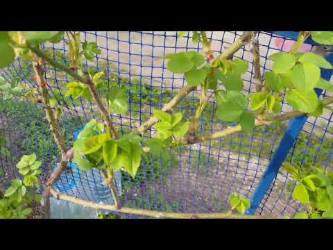 Видео: Что такое " ГОРИЗОНТАЛИТЬ" ПЛЕТИСТУЮ РОЗУ ? 🤔покажу на примере моих Остинок! 👍4 04.23 год