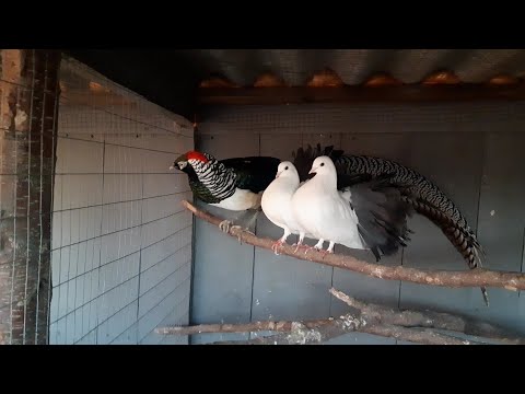 Видео: Фазаны//Показал голубей которые живут с фазанами//13 ноября 2022 год