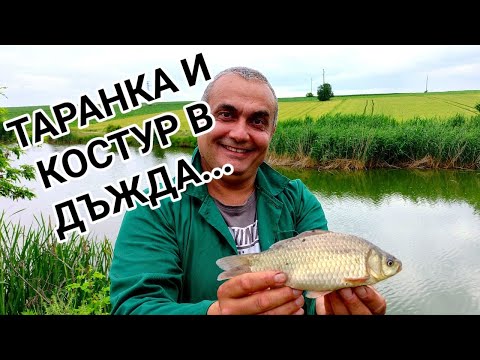 Видео: СПОРТЕН РИБОЛОВ НА КОСТУР И ТАРАНКА. ПРИВЕЧЕР НА БЯЛ ЧЕРВЕЙ! ДЪЖД, КАЛ, ЕМОЦИИ И МНОООГО РИБА!!!