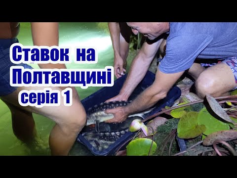 Видео: Ставок на Полтавщині (серія1)