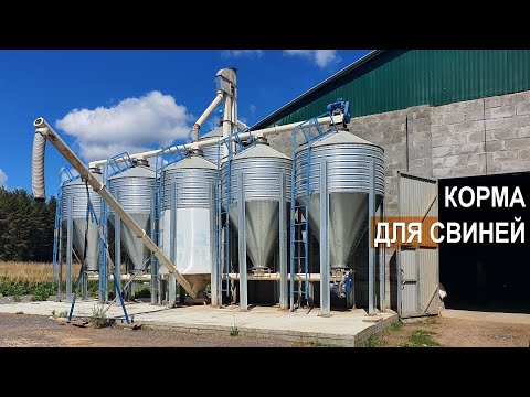 Видео: Как приготовить корм для свиней. Фермерское хозяйство Павла Дергачёва