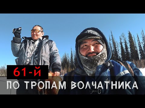 Видео: По тропам волчатника. 61-ый.