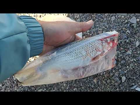 Видео: 02 октября 2025г 5я насосная 