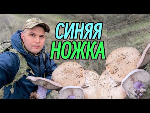 Видео: МОРЕ ГРИБОВ🍄‍🟫.  ОСЕННИЕ 🍁 грибы - СИНЯЯ НОЖКА (рядовка лиловоногая)