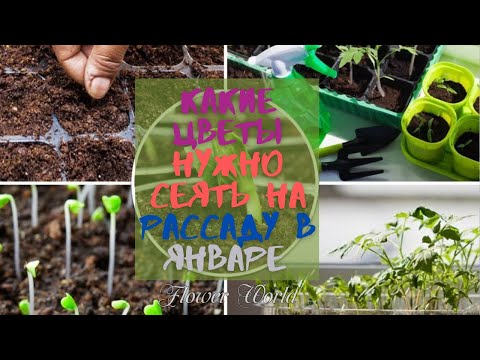 Видео: Какие цветы нужно сеять на рассаду в январе.💐🌼