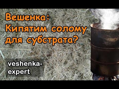 Видео: Вешенка на соломе: нужно ли кипятить субстрат?