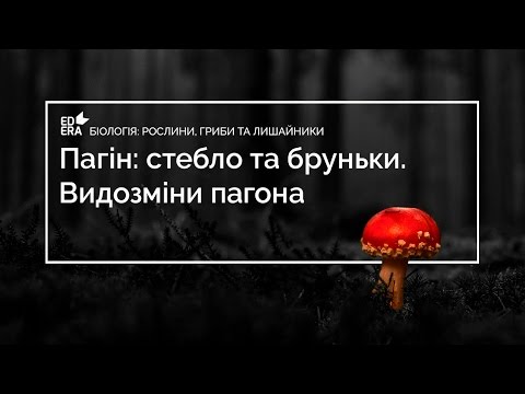 Видео: Пагін: стебло та бруньки. Видозміни пагона (Видозміни пагона)