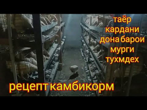 Видео: Таёр кардани камбикорм барои мурги тухмдех, мургпарвари дар Точикистон хуроки мурги хонаги.