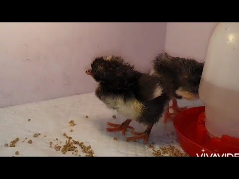 Видео: #Ейск🌻 Рождение новой жизни😊 Как рассчитать калорийность плова. Соус томатно-луковый рецепт.