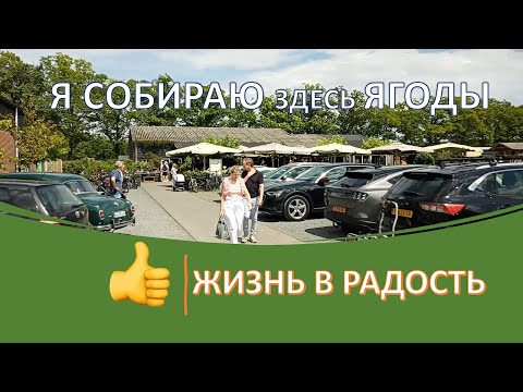 Видео: Собираю ягоды. Сезонная работа на полях в Нидерландах🇳🇱 Жизнь в радость. Баклажаны овощи на ужин