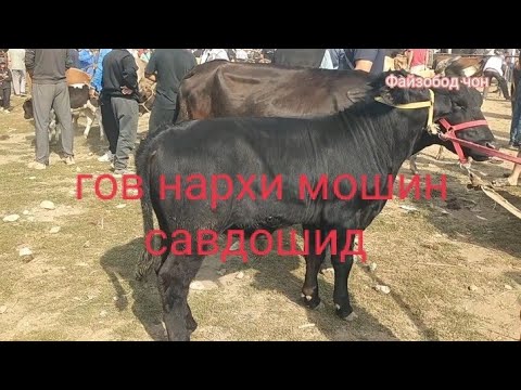 Видео: Молбозори Мискинобод  гов  32400 савдошид нархи мошин
