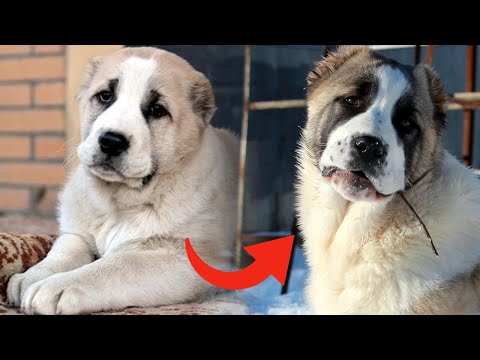 Видео: Как выбрать щенка Среднеазиатской Овчарки (Алабая)