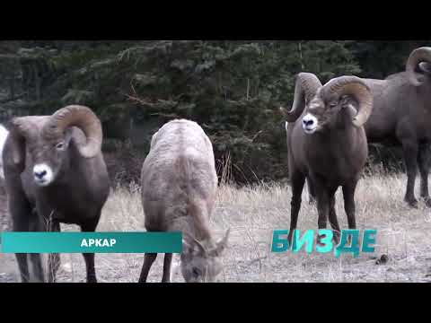 Видео: КЫРГЫЗСТАНДЫН БААЛУУ АРКАР, КУЛЖАСЫ