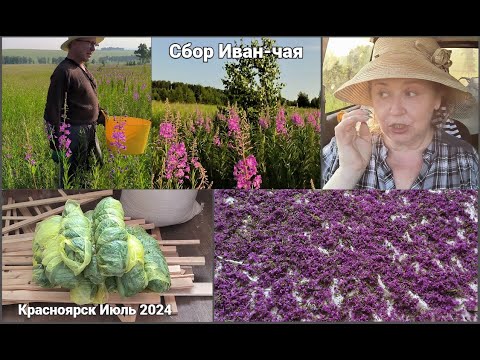 Видео: Сбор Иван-чая.