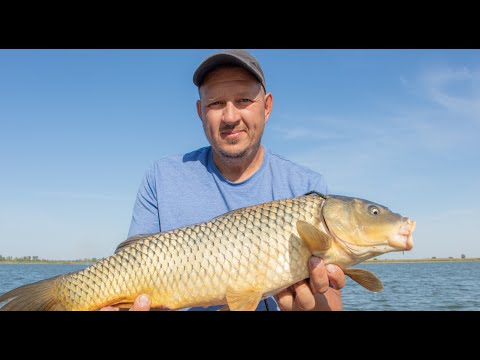 Видео: САЗАН разгибает крючки! Бешенные поклёвки! Рыбалка на Дону 2020. Сазан на секретную макуху.