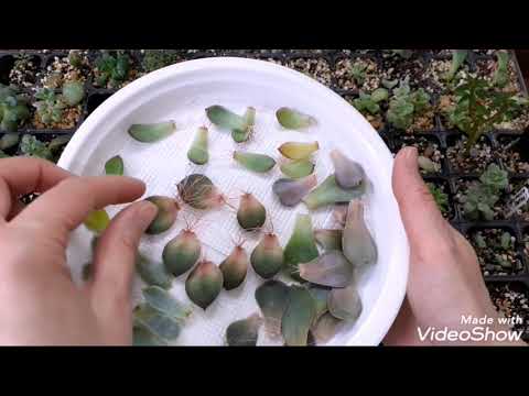 Видео: Листья эхеверий с детками. Ревизия листьев и молодых растений.
