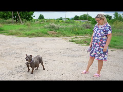Видео: Ждать больше нельзя! Собаке пора рожать, а она не рожает!