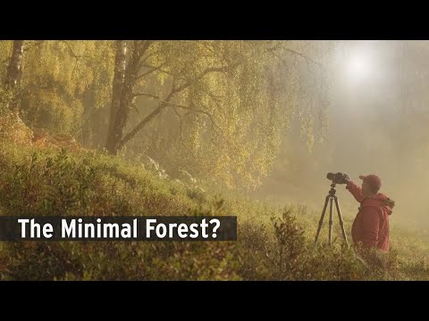 Видео: Минимализм или нет? Осенняя лесная фотография в туманном Пертшире, Шотландия
