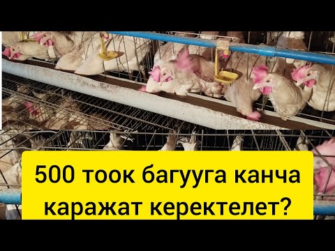 Видео: 500тоок багуу учун кетуучу акча.#птицеводство#тоок#куры#несушка#жумуртка#тоокбазар#курынесушки#