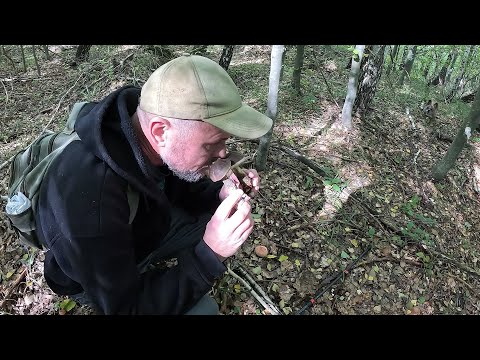 Видео: Пішов осінній ЧИСТИЙ ГРИБ!..Збір таких ГРИБІВ одне ЗАДОВОЛЕННЯ!