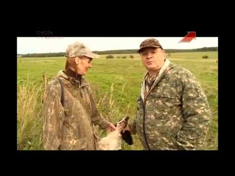 Видео: Охота со русским спаниелем.