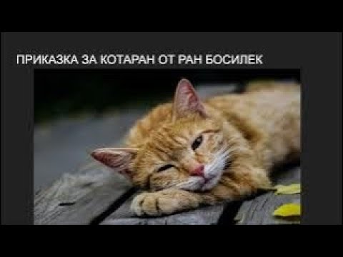 Видео: ПРИКАЗКА ЗА КОТАРАН ОТ РАН БОСИЛЕК (АУДИО ПРИКАЗКА)