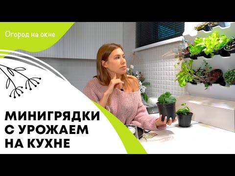 Видео: Минигрядки с урожаем на кухне