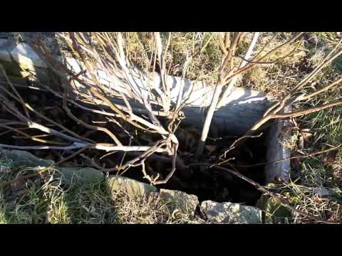 Видео: Как пятилетний инжир уходит в зиму...