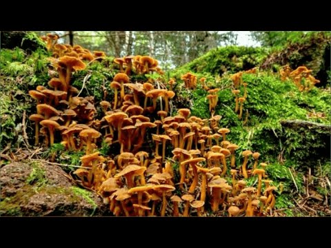 Видео: НЕ ОЖИДАЛ ЧТО  В ЭТОМ ЛЕСУ ПОЛНО ГРИБОВ! ГРИБЫ ХОТЬ МЕШКАМИ СОБИРАЙ! Как быстро приготовить грибы